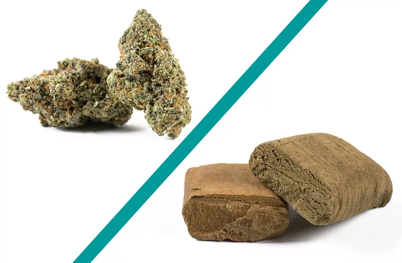 Unterschied Haschisch und Gras?